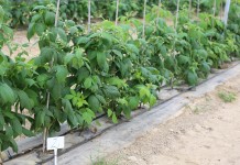 KOMUNIKAT jagodowy Agrosimex – 11.05 -MALINY po opadach i ociepleniu oraz zalecenia przed przymrozkami.