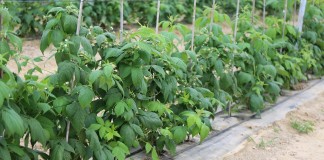 KOMUNIKAT jagodowy Agrosimex – 11.05 -MALINY po opadach i ociepleniu oraz zalecenia przed przymrozkami.