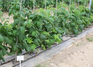 Wczesnowiosenne zalecenia dla malin owocujących na tegorocznych pędach