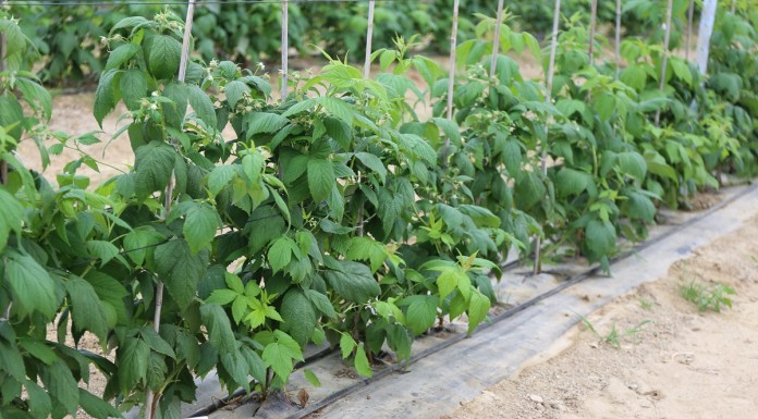 KOMUNIKAT jagodowy Agrosimex – 11.05 -MALINY po opadach i ociepleniu oraz zalecenia przed przymrozkami.