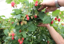 Zalecenia do fertygacji w uprawie malin