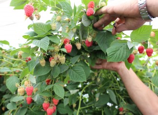 Perspektywy dla hiszpańskich malin