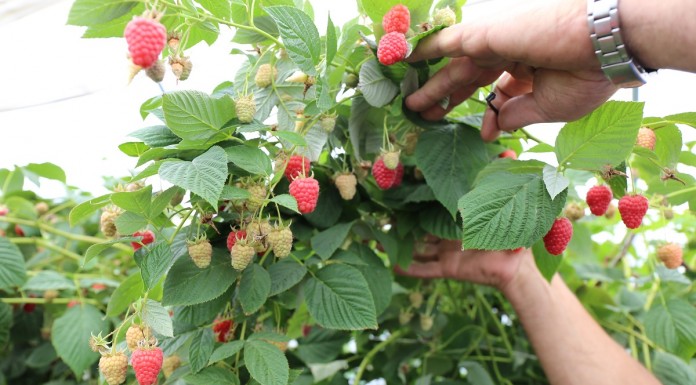 Wapń jako podstawowy budulec roślin