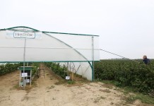 Maliny owocujące na tegorocznych pędach w projekcie Malinowe Factory