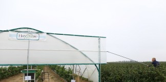 Maliny owocujące na tegorocznych pędach w projekcie Malinowe Factory