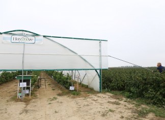 Maliny owocujące na tegorocznych pędach w projekcie Malinowe Factory