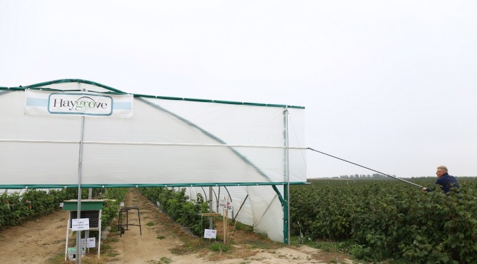 Maliny owocujące na tegorocznych pędach w projekcie Malinowe Factory