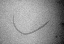 Nicienie w uprawie truskawki – Komunikat II dla Grupy Truskawkowej Osadkowski SA