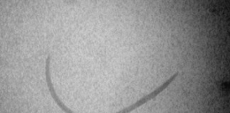 Nicienie w uprawie truskawki – Komunikat II dla Grupy Truskawkowej Osadkowski SA