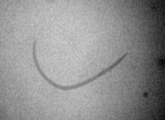 Nicienie w uprawie truskawki – Komunikat II dla Grupy Truskawkowej Osadkowski SA