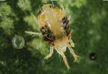 Lustracja truskawek na obecność szpecieli