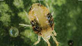 Lustracja truskawek na obecność szpecieli