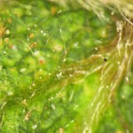 Skuteczne zwalczanie przędziorków bez obaw o uodpornienie się szkodników i pozostałości ŚOR w plonie.