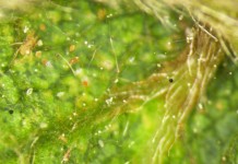 Skuteczne zwalczanie przędziorków bez obaw o uodpornienie się szkodników i pozostałości ŚOR w plonie.