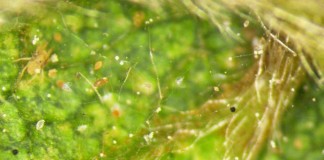 Skuteczne zwalczanie przędziorków bez obaw o uodpornienie się szkodników i pozostałości ŚOR w plonie.