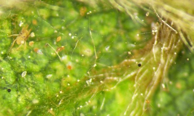 Skuteczne zwalczanie przędziorków bez obaw o uodpornienie się szkodników i pozostałości ŚOR w plonie.