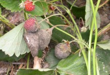 Signum 33 WG do jagodowych – więcej niż ochrona