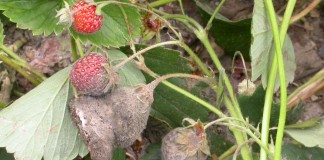 Signum 33 WG do jagodowych – więcej niż ochrona