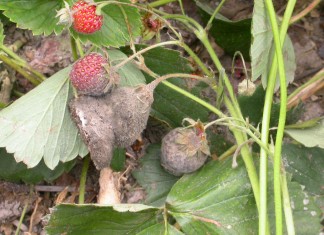 Signum 33 WG do jagodowych – więcej niż ochrona