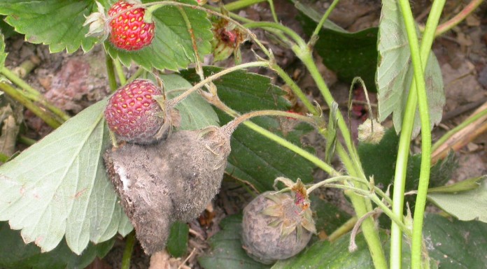 Signum 33 WG do jagodowych – więcej niż ochrona