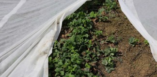 Zalecenia z zakresu ochrony upraw na vademecum.jagodnik.pl