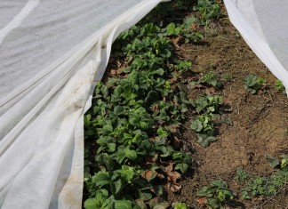 Zalecenia z zakresu ochrony upraw na vademecum.jagodnik.pl