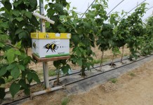 Zapylanie kwiatów maliny – duże efekty małym kosztem