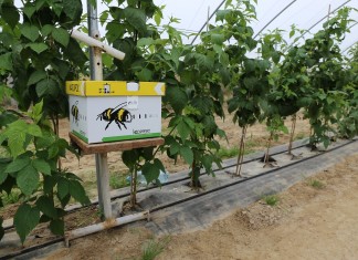 Zapylanie kwiatów maliny – duże efekty małym kosztem