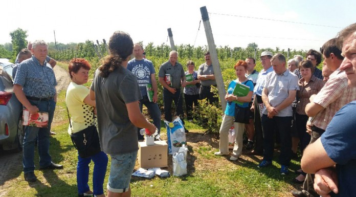 Zalecenia dla borówki w okresie kwitnienia