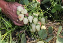 Truskawki w okolicach Czerwińska – Foto