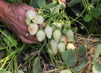 Truskawki w okolicach Czerwińska – Foto