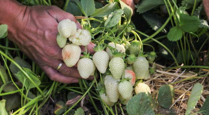 Truskawki w okolicach Czerwińska – Foto