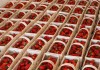 Ceny krajowych truskawek – podsumowanie na koniec maja