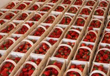 Pierwsze zbiory truskawek w Czerwińsku