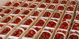 Pierwsze zbiory truskawek w Czerwińsku