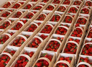 Pierwsze zbiory truskawek w Czerwińsku