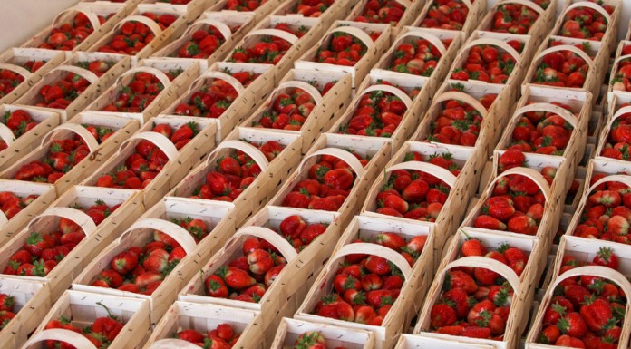 Ceny krajowych truskawek – podsumowanie na koniec maja
