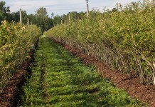 Borówka perfekcyjnie