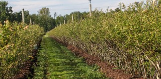 Borówka perfekcyjnie