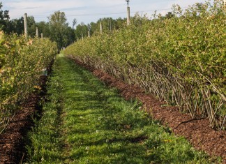 Borówka perfekcyjnie