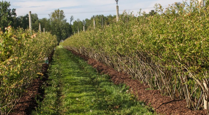 Borówka perfekcyjnie