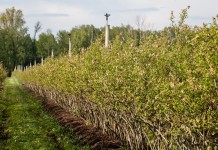 Zraszacze do ochrony borówek przed przymrozkami