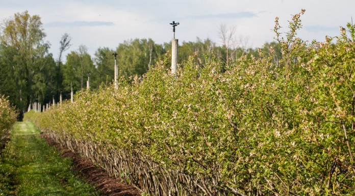 Zraszacze do ochrony borówek przed przymrozkami