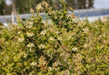 Klub Borówkowy – stymulacja kwitnienia