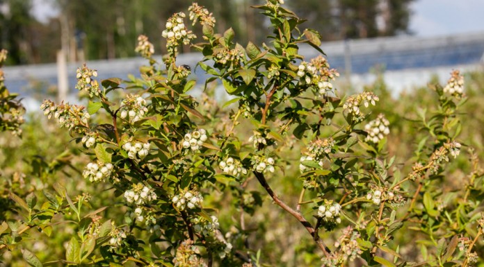 Klub Borówkowy – stymulacja kwitnienia