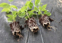 Plantacja malin z sadzonek doniczkowanych