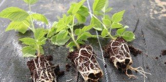 Plantacja malin z sadzonek doniczkowanych
