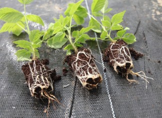 Plantacja malin z sadzonek doniczkowanych