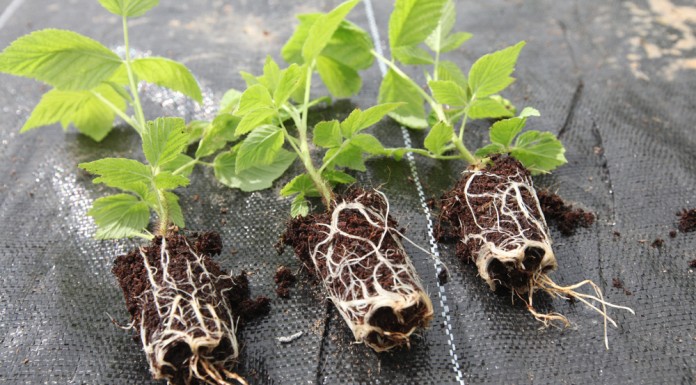 Plantacja malin z sadzonek doniczkowanych