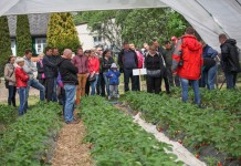 Wczesne truskawki w gotykach